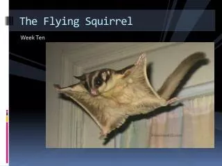 the flying squirrel