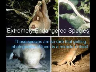 Extremely Endangered Species