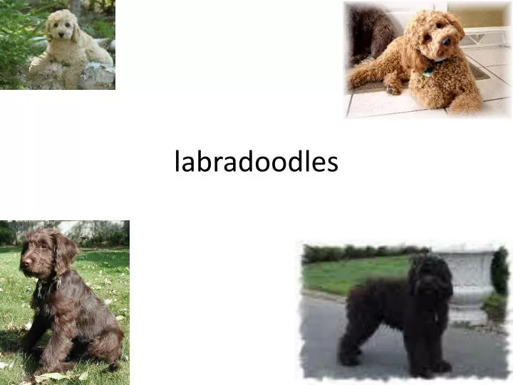 labradoodles