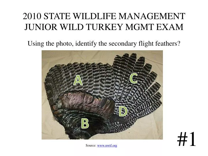 2010 state wildlife management junior wild turkey mgmt exam