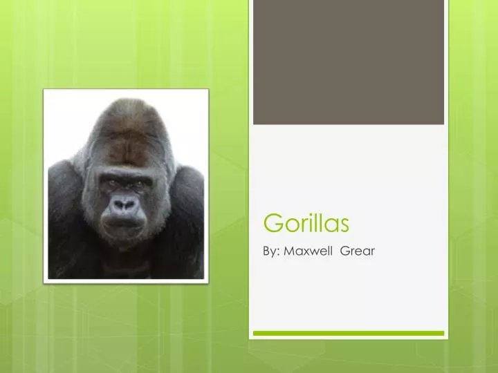 gorillas