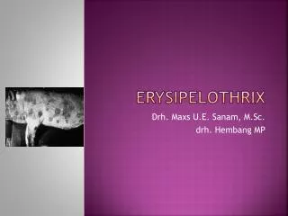 erysipelothrix