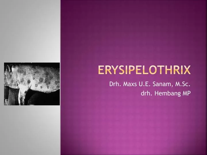 erysipelothrix