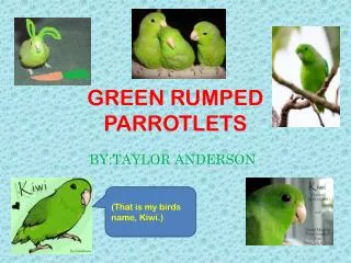 GREEN RUMPED PARROTLETS