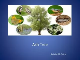 Ash Tree