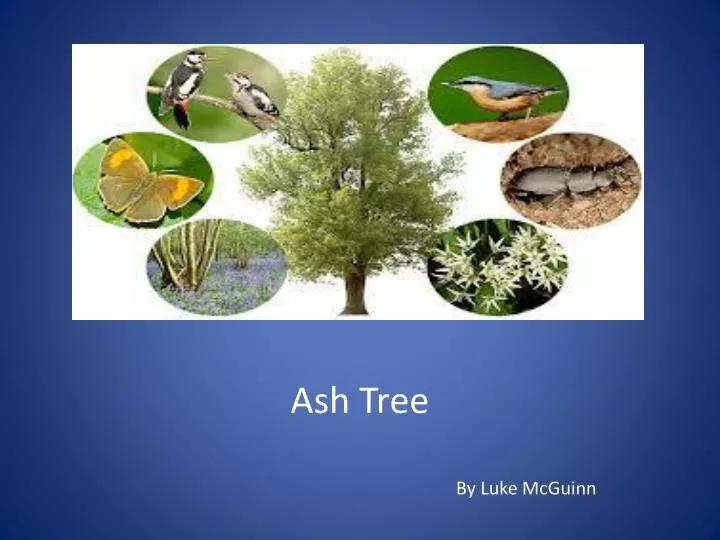 ash tree