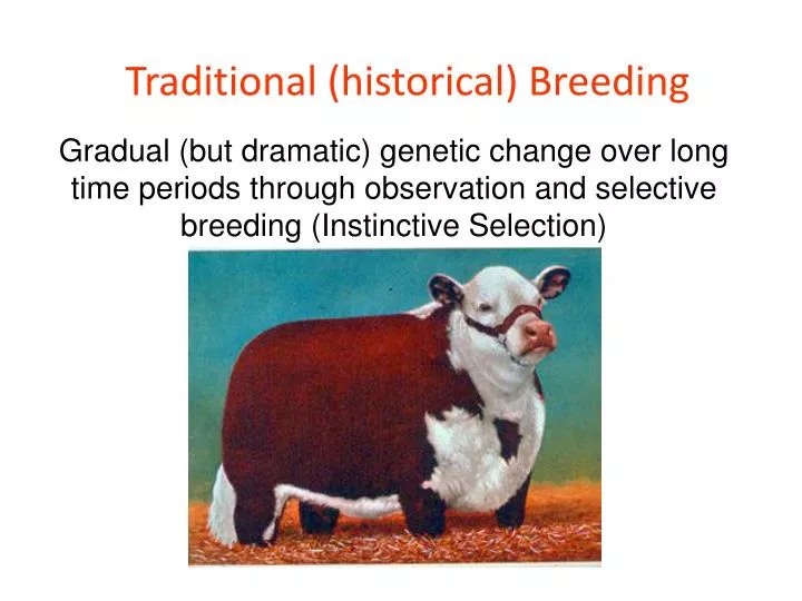 traditional historical breeding