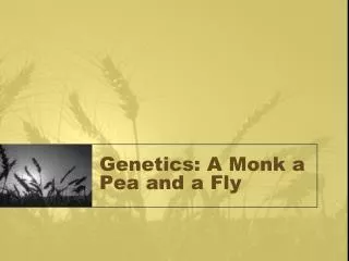 Genetics: A Monk a Pea and a Fly
