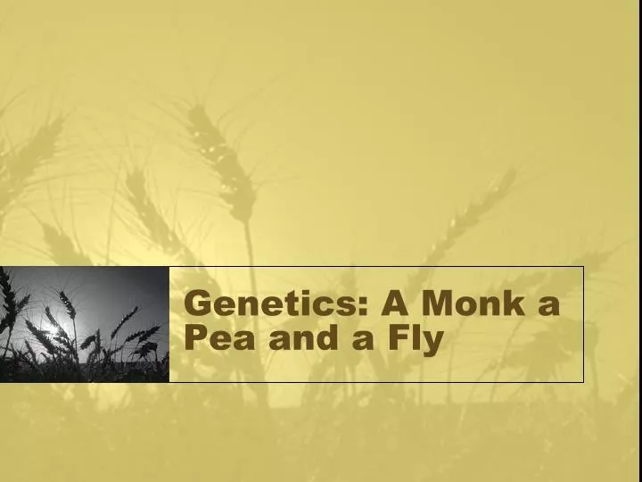 genetics a monk a pea and a fly
