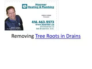 Tree Roots in Drains