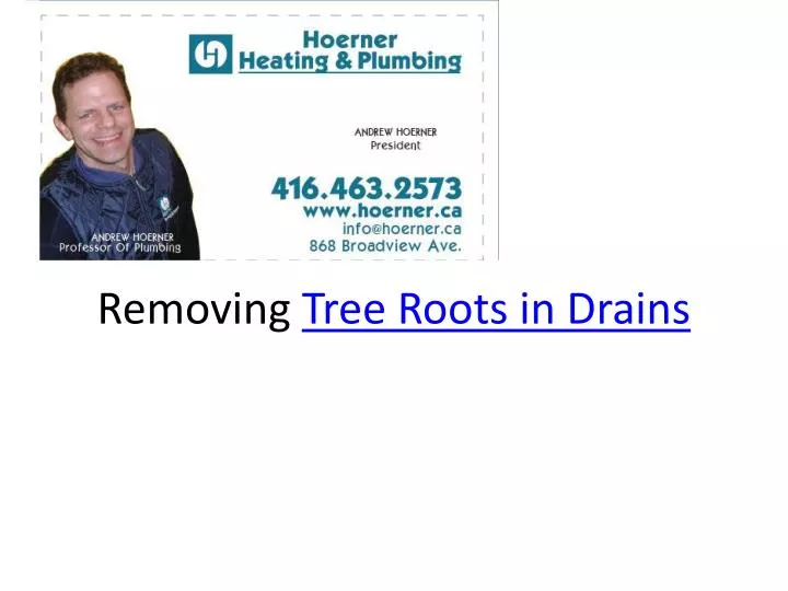 removing tree roots in drains