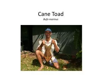 Cane Toad Bufo marinus