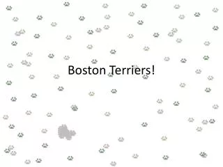 Boston Terriers!
