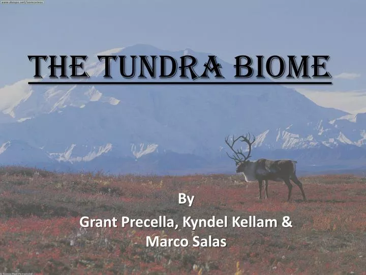 the tundra biome
