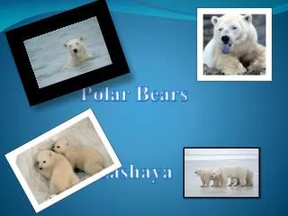 Polar Bears Lashaya