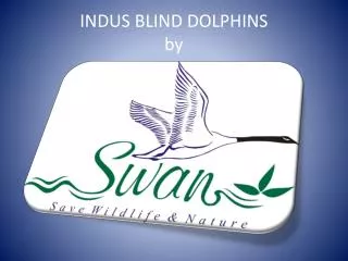 INDUS BLIND DOLPHINS by