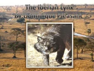 The Iberian Lynx BY:Dominique Pleasant