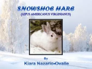 SNOWSHOE HARE (LEPUS AMERICANUS VIRGINIANUS)