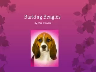 Barking Beagles