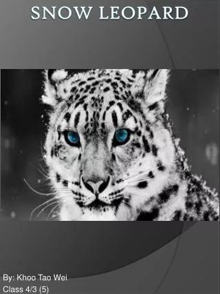 Snow Leopard