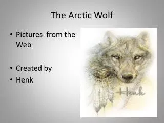 The Arctic Wolf