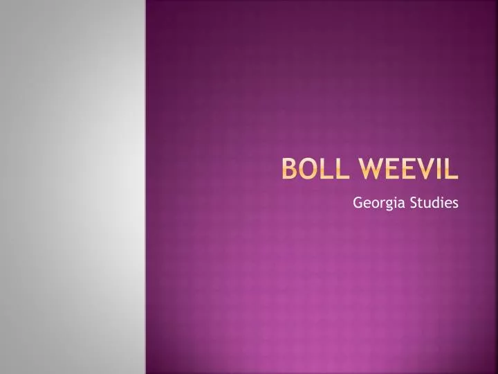 boll weevil