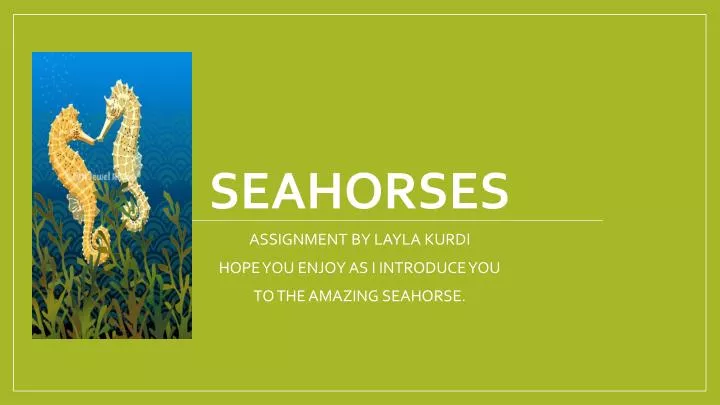 seahorses