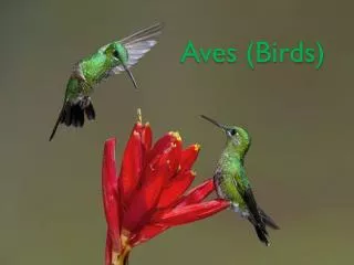 Aves (Birds)