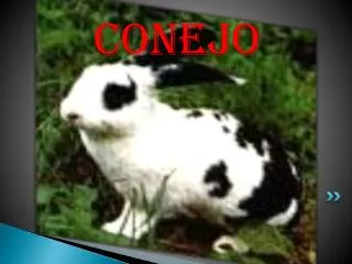 conejo