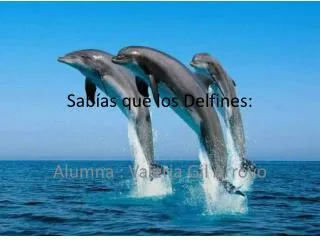 sab as que los delfines
