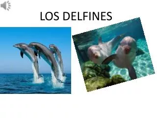 los delfines