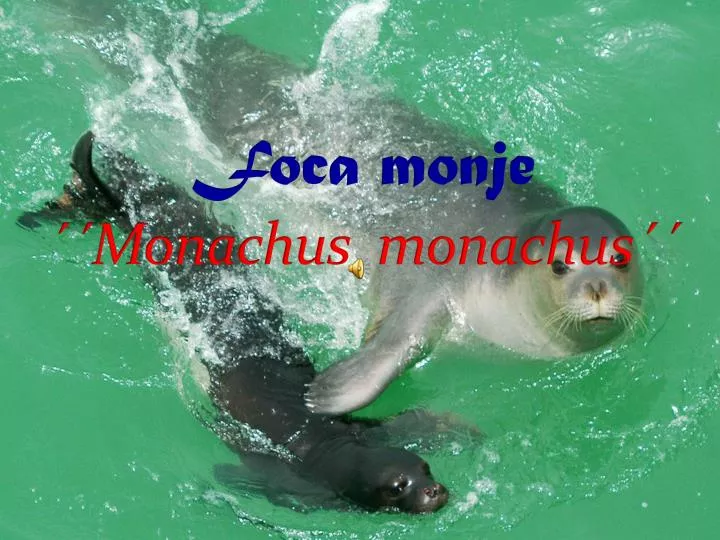 foca monje monachus monachus