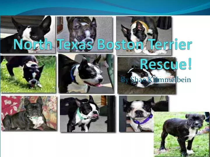 north texas boston terrier rescue