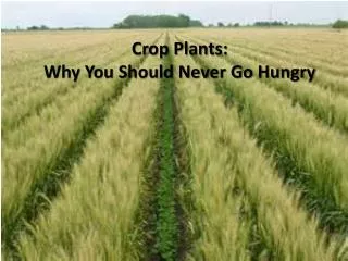 Crop Plants: Why You Should Never Go Hungry