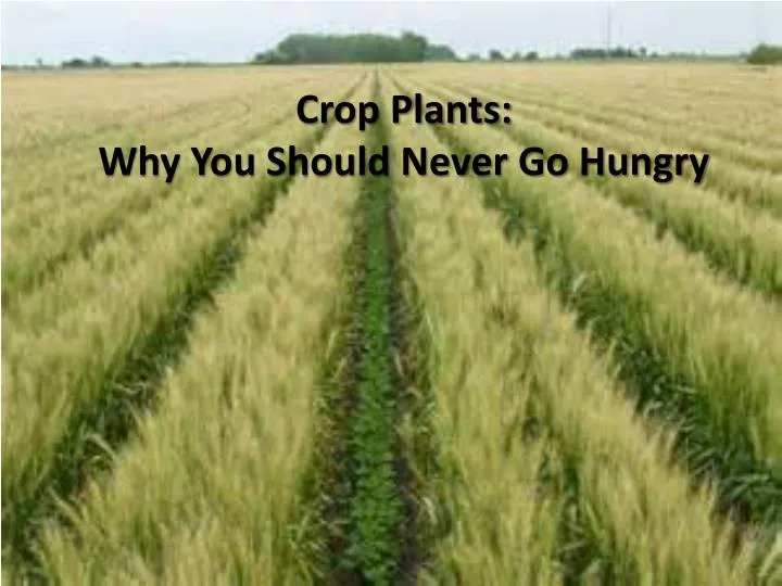 crop plants why you should never go hungry