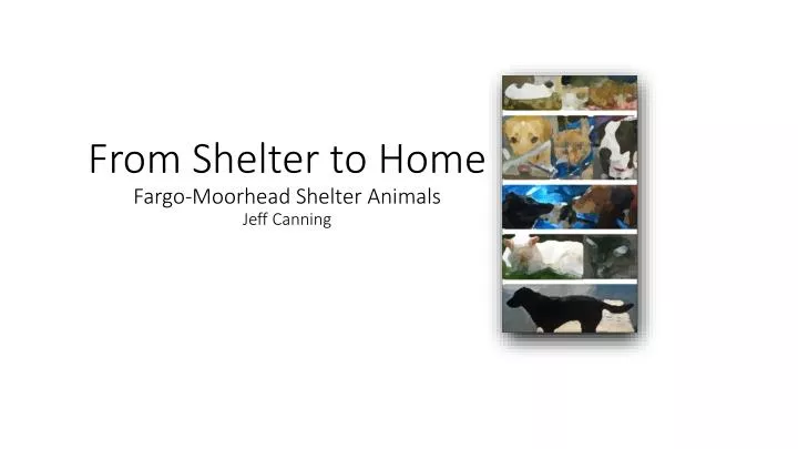 from shelter to home fargo moorhead shelter animals jeff canning