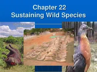 Chapter 22 Sustaining Wild Species