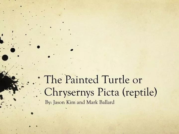 the painted turtle or chrysernys picta reptile