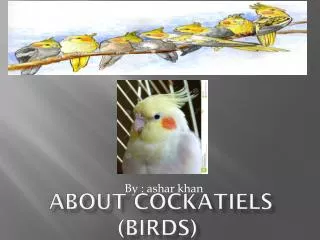 about Cockatiels (birds)