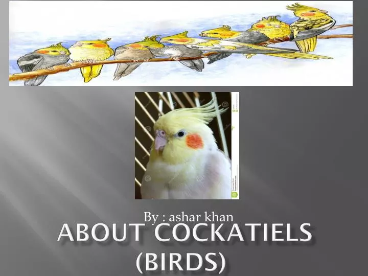 about cockatiels birds