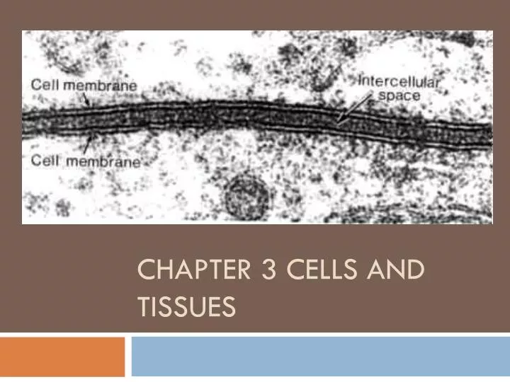 chapter 3 cells and tissues