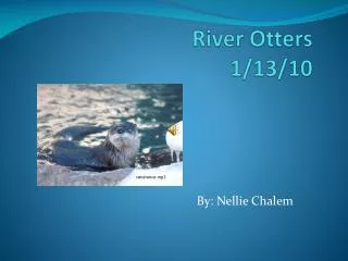 River Otters 1/13/10