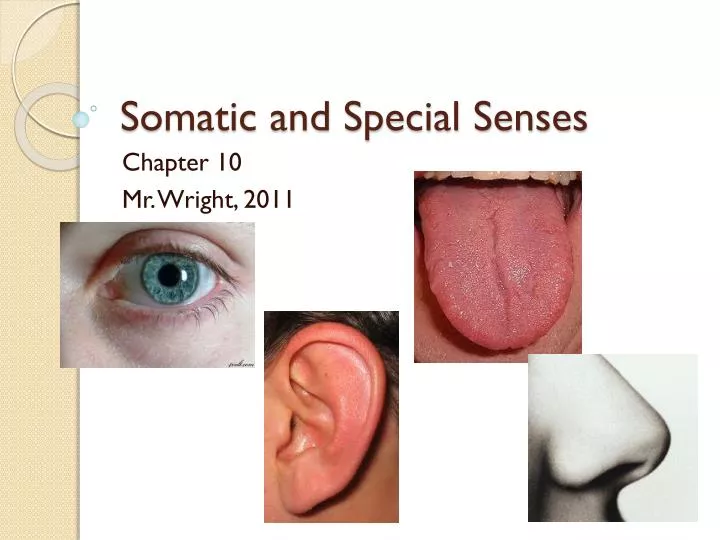 somatic and special senses