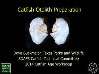 Catfish Otolith Preparation