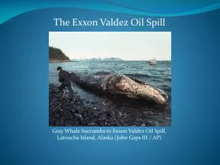 Gray Whale Succumbs to Exxon Valdez Oil Spill, Latoucha Island, Alaska (John Gaps III / AP)