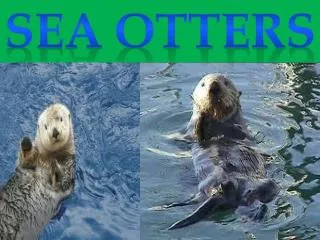 SEA OTTERS