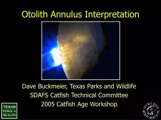 Otolith Annulus Interpretation