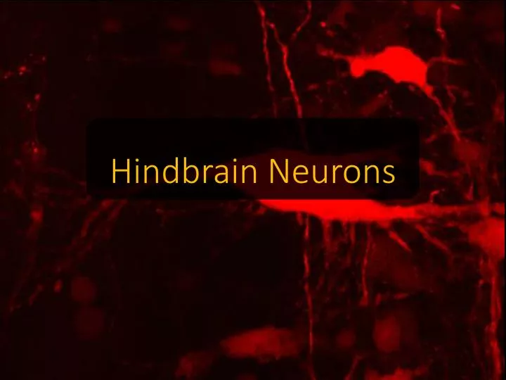 hindbrain neurons