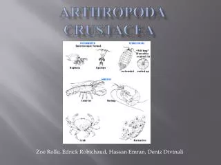 Arthropoda Crustacea