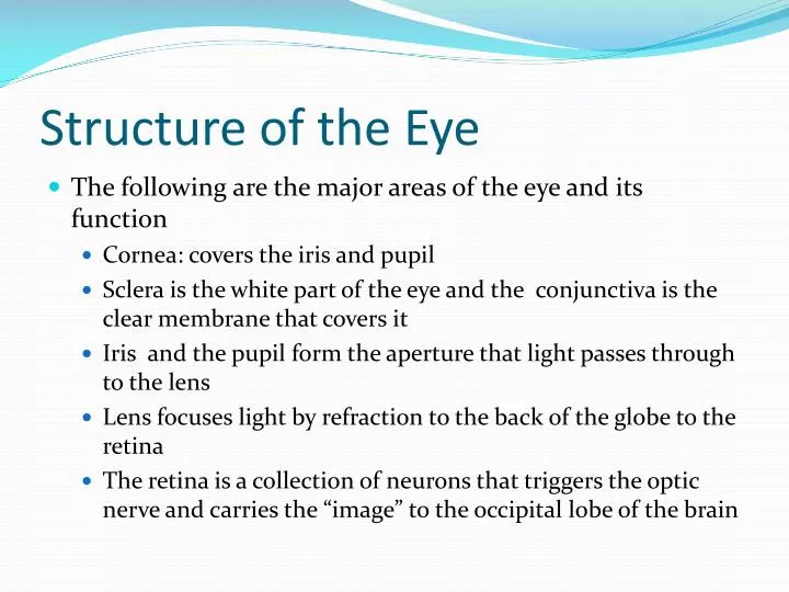 structure of the eye